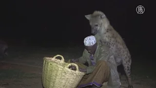 Эфиопец приручил гиен и остановил их вражду с людьми (новости)