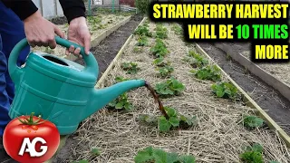Strawberries will be 10 times more if fed with this in the spring
