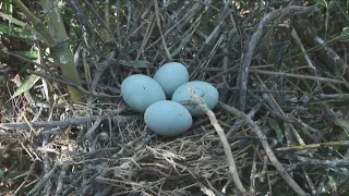 Garcita bueyera bubulcus ibis Biología Santa Fe Argentina 2024