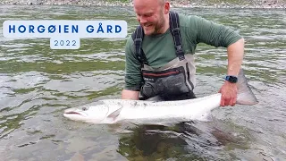 Horgøien Gård - Laksefiske i Gaula