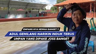 SAMPE KAGET !! EMPANGNYA MEWAH BANGET, SAMPE-SAMPE ADUL GEMILANG NARIKIN INDUK TERUS || AGF12