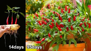 How To Grow Chili At Home (Easy Techniques) | very easy way to grow chili at home by your self