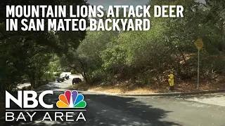 Mountain Lions Spotted Attacking Deer in San Mateo Backyard