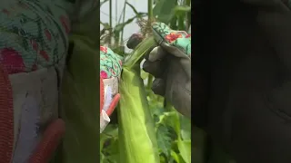 FUN Florida Backyard Garden Harvest! 🍅🫑🧅