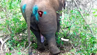 Heartwarming! Treatment to Severely injured elephant begging for life in a forest