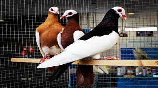 Beautiful English Magpie pigeon