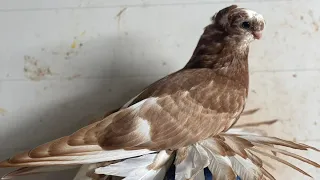 Узбекские голуби Pigeons الحمام Tauben  merpati کبوتر 鴿子 ハトkaʙūtar güvercinler porumbei 2/05/24