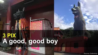 A good, good dog | 3 PIX, Sept. 10, 2020 | Taiwan Insider on RTI