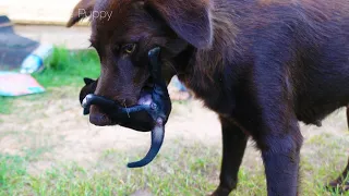 Mother dog carry puppies by mouth after breastfeeding