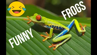 Funny Frogs! Amazing Funny Animals Videos  that will make you laugh, guaranteed.