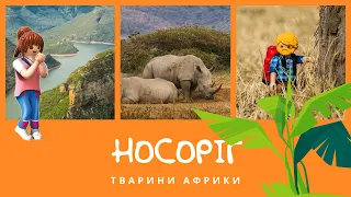 Носоріг. Тварини Африки | КоМарко