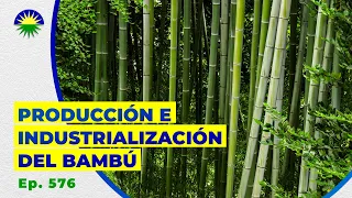 576. Producción e industrialización del Bambú