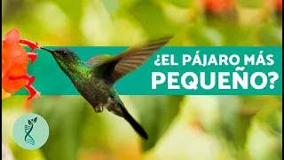 ¿Cómo es de GRANDE un COLIBRÍ? 🌷 (Características, Hábitat y Alimentación del Colibrí)