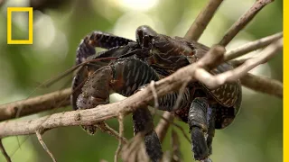 Coconut Crabs Devour Pig Carcass | Searching For Amelia