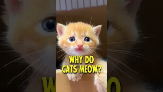 Why do Cats Meow? 🐱