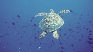 10 minutes of Turtle Swimming in the Ocean | Soundbuzz