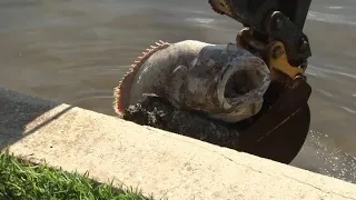 Goliath grouper among the tons of dead fish washing up along Tampa Bay