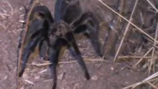 Finding a Tarantula in the Anza-Borrego Desert Near an Abandoned Mine