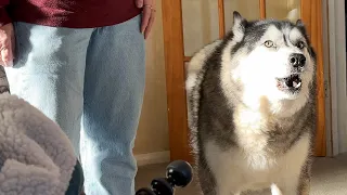 Caught My Husky Complaining About Me To My Mum!