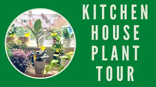 Kitchen/Diner Houseplant Tour Winter 2022