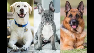 Top Dog Breeds To Pet For The Frist Time | Mridul Madhok