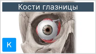 Кости глазницы - Анатомия человека | Kenhub