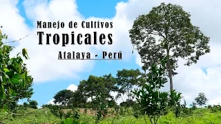 Manejo de Cultivos Tropicales Atalaya - Perú - TvAgro por Juan Gonzalo Angel