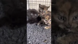 Kittens hissing and spitting