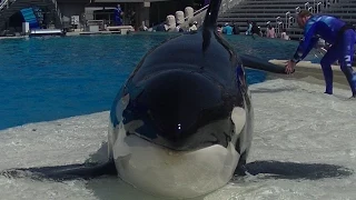 Face to face with Orca "Orkid" April 20, 2015 - SeaWorld San Diego