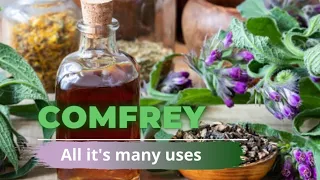 Magical COMFREY, the healing Powerhous Plant!