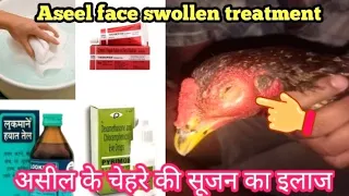 Aseel face swollen treatment with English subtitle | असील के चेहरे की सूजन का इलाज coryza in chicken