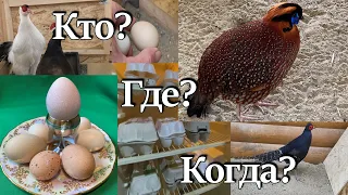 Oviposition of different types of pheasants. Who! Where? When?