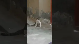 Kitty screams and falls on its own 😭