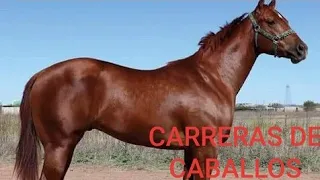 subasta de potrillos finos de carreras en el hipodromo