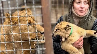 Олег Зубков снова в Мариуполе! Чтобы завести львицу без усыпления пришлось принести ЕЕ ЛЬВЕНКА!