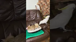 #shorts #funny #viral #cute Parrots do not let the cat and the fox sleep.