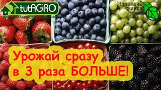 ДАЖЕ ОПЫТНЫЕ САДОВОДЫ НЕ ЗНАЛИ! УРОЖАЙ СМОРОДИНЫ, МАЛИНЫ и ЗЕМЛЯНИКИ СРАЗУ В 3 РАЗА БОЛЬШЕ!