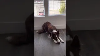 amazing border collie