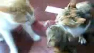 3 cats, 1 steak...must watch