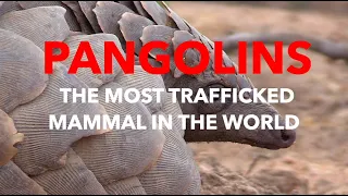 Hong Kong's Illegal Pangolin Trade