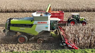 CLAAS LEXION 8900TT am Körnermais dreschen / Abfahrer CLAAS ARION 650 / 4K