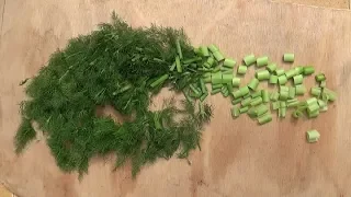 LE FENOUIL SAUVAGE, plante de survie du soleil, 1ère partie