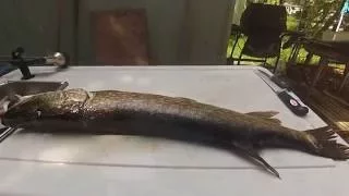 HOW to FILLET a LARGE NORTHERN PIKE!! 5 CUT METHOD - NO BONES!!