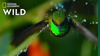 Two Hummingbirds Battle for Nectar | Untamed Andes