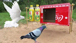 Great Bird Trap | Best Creative Pigeon Trap Using Cardboard Box And Bottles With Woods