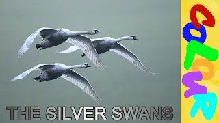 Learn English Through Story~The Silver Swans~Level 2~English story for learning english