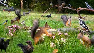 Cat TV for Cats to Watch 😺 10 hours of Squirrel and Bird Fun