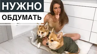 5 ПРИЧИН НЕ ЗАВОДИТЬ КОРГИ!🚫 Минусы породы КОРГИ 🙌