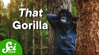 What That Famous Gorilla Suit Study Didn’t See