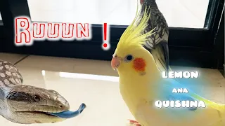 RUN! Everyone back to the cage! | What Happens when Cockatiels Encounter Lizard